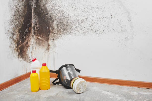 Best Affordable Mold Removal  in Mauriceville, TX