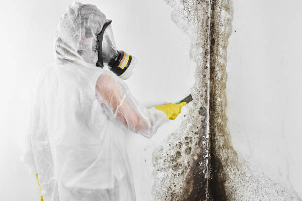 Best Mold Remediation  in Mauriceville, TX