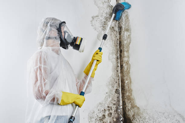 Best Local Mold Removal Service  in Mauriceville, TX