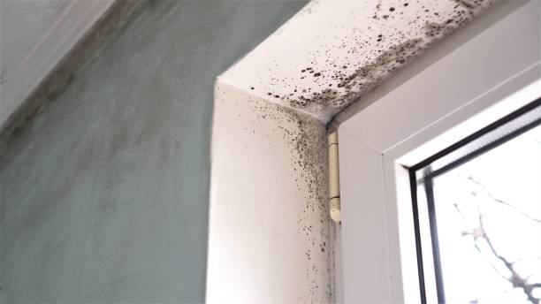 Best Mold Remediation  in Mauriceville, TX