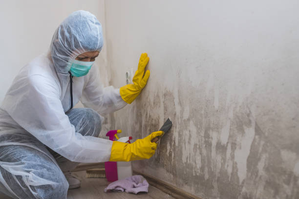 Best Residential Mold Removal  in Mauriceville, TX