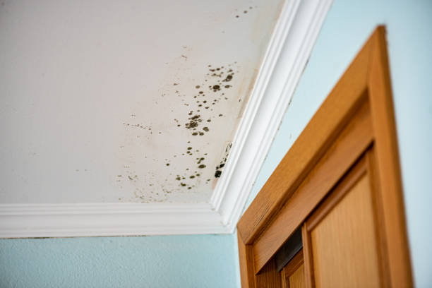 Best Mold Remediation Experts  in Mauriceville, TX