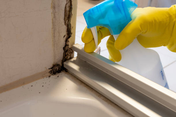 Certified Mold Removal in Mauriceville, TX