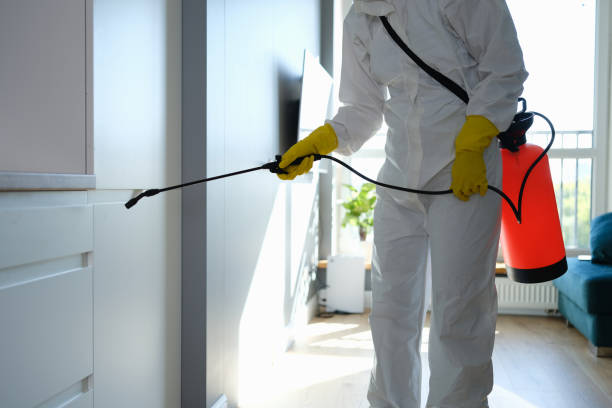 Best Office Mold Removal Services  in Mauriceville, TX