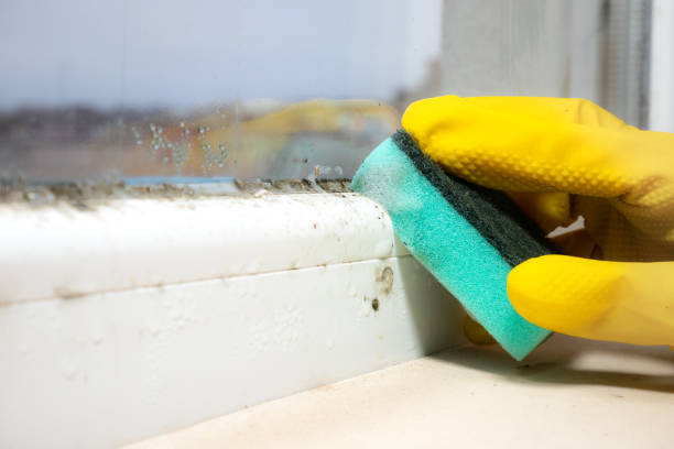 Best Same-Day Mold Removal  in Mauriceville, TX