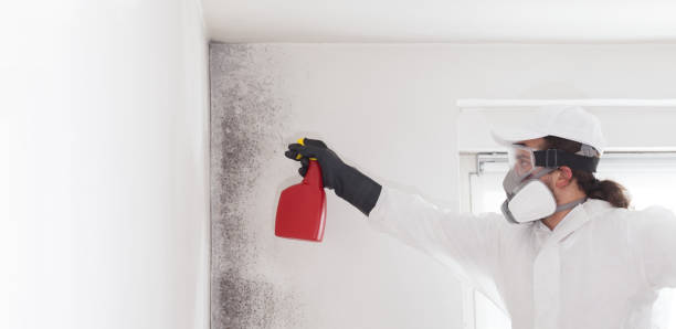 Best Home Mold Removal  in Mauriceville, TX