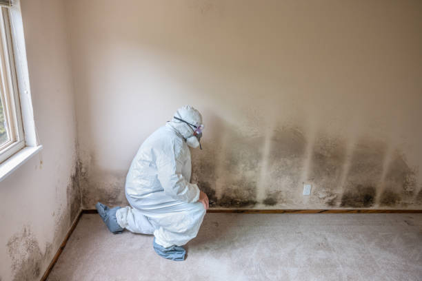 Best Same-Day Mold Removal  in Mauriceville, TX