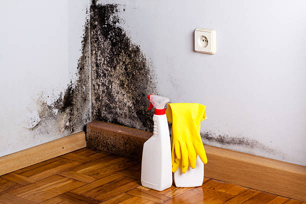 Best Office Mold Removal Services  in Mauriceville, TX