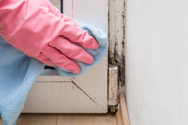 Best Office Mold Removal Services  in Mauriceville, TX